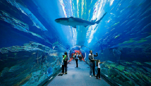 Dubai Mall Aquarium and Underwater Zoo